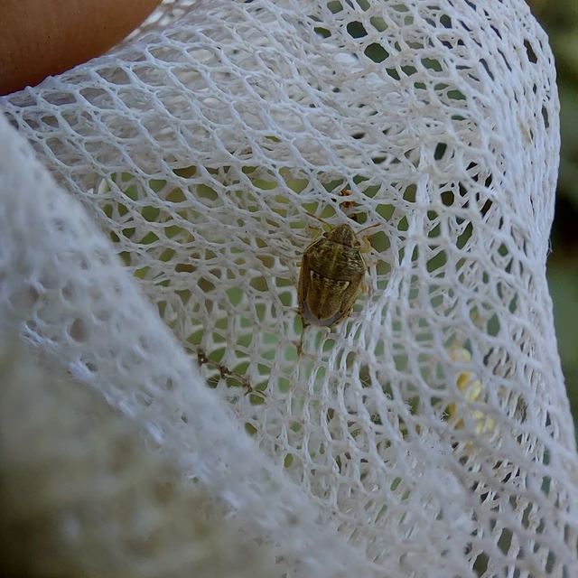 Neottiglossa leporina - sárgahasú címerespoloska Neottiglossa leporina - sárgahasú címerespoloska