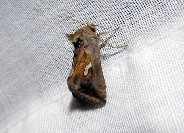 Macdunnoughia confusa - cseppfoltos ezüstbagoly