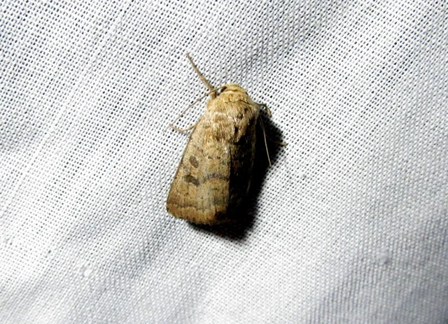 Hoplodrina octogenaria - barna selymesbagoly