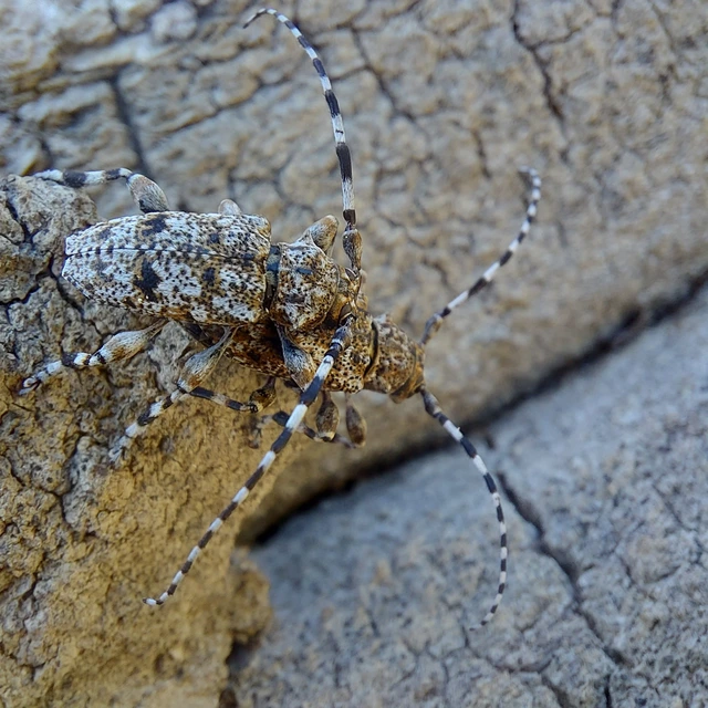 Aegomorphus clavipes - tarka cincér Aegomorphus clavipes - tarka cincér