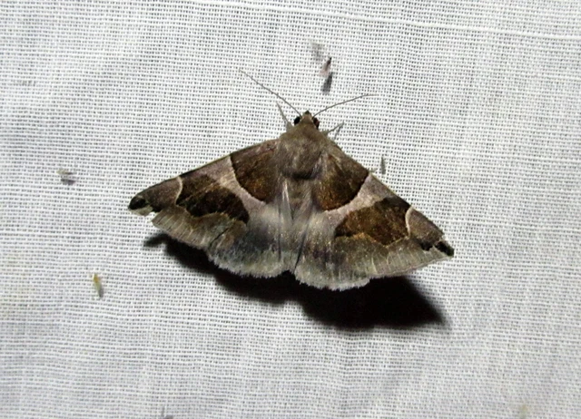 Dysgonia algira - déli porcelánbagoly