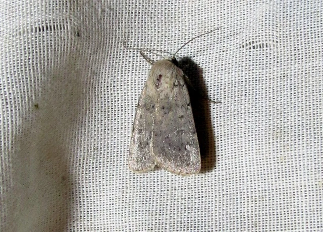 Hoplodrina respersa - bogáncs-selymesbagoly