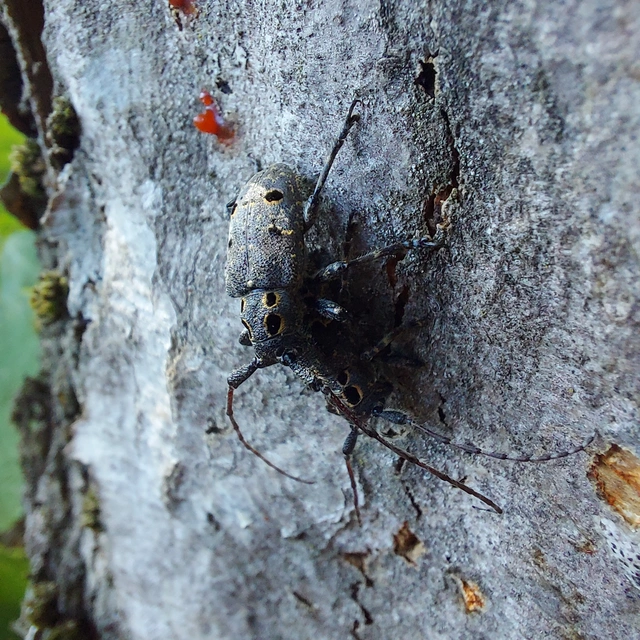 Mesosa curculionoides - szemfoltos cincér Mesosa curculionoides - szemfoltos cincér
