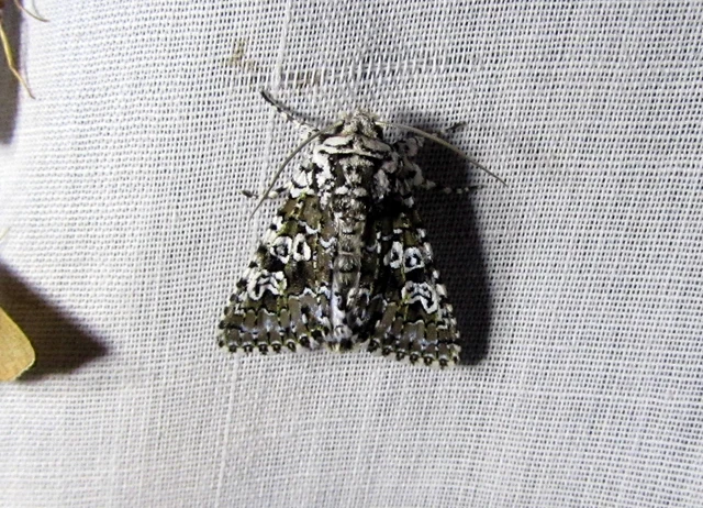 Lamprosticta culta - hármasfoltú bagoly