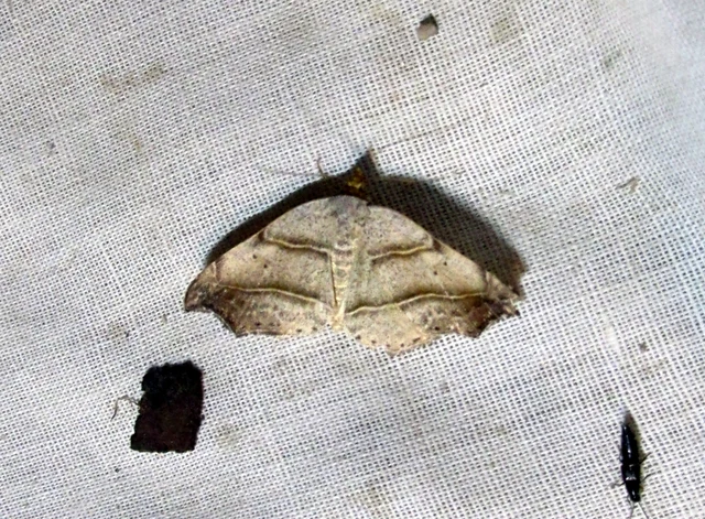 Laspeyria flexula - zuzmóbagoly