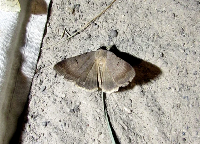 Lygephila craccae - gyakori csüdfűbagoly