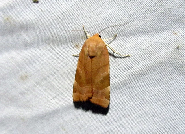 Noctua fimbriata - szélessávú sárgafűbagoly