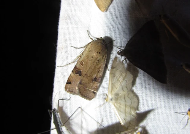 Noctua orbona - foltos sárgafűbagoly