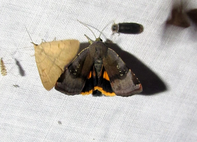 Noctua janthe/janthina