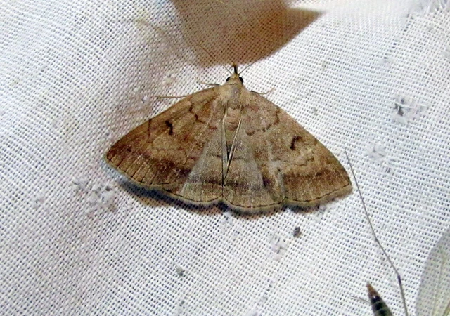 Zanclognatha lunalis - pelyheslábú karcsúbagoly