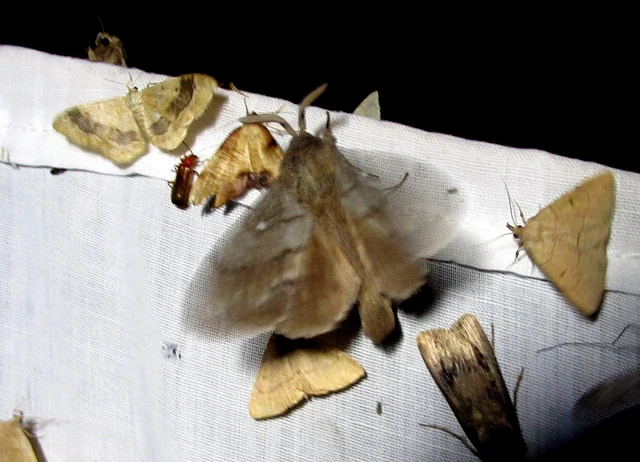 Dendrolimus pini - fenyőpohók