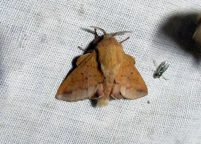 Phyllodesma tremulifolia - nyárlevélpohók