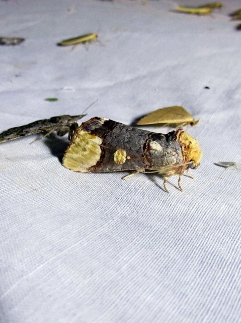 Phalera bucephaloides - magyar púposszövő