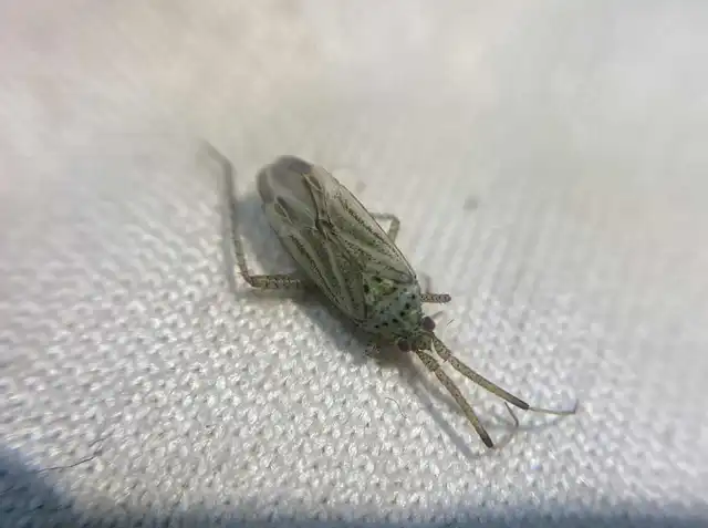 Oncotylus setulosus - búzavirágpoloska