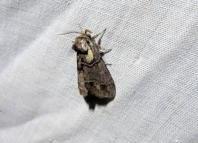Drymonia velitaris - hegyi púposszövő