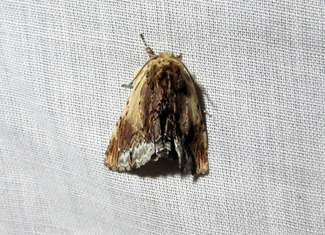 Ptilodon cucullina - csuklyás púposszövő