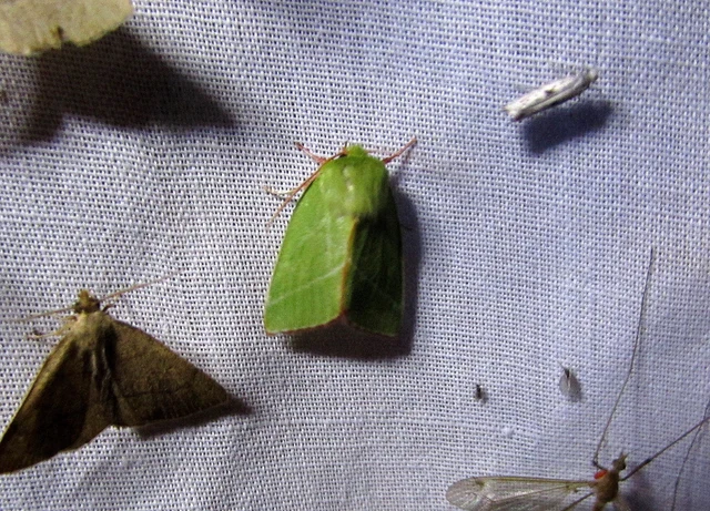 Pseudoips prasinana - bükkfa-zöldbagoly