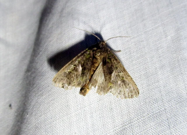 Trachea atriplicis - nyári zöldbagoly