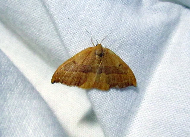 Watsonalla cultraria - bükkfa-sarlósszövő