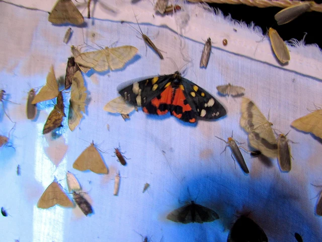 Callimorpha dominula - fémes medvelepke