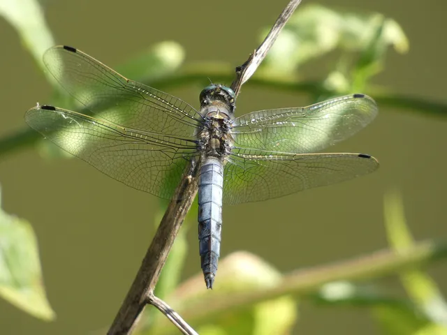 Orthetrum cancellatum - feketefarkú pásztorszitakötő