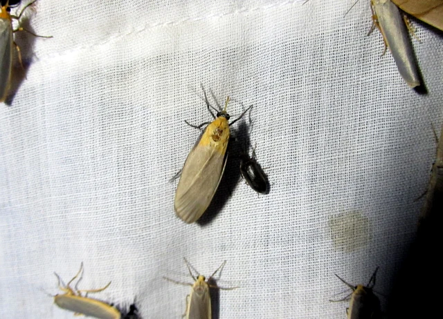 Lithosia quadra - négypettyes zuzmószövő