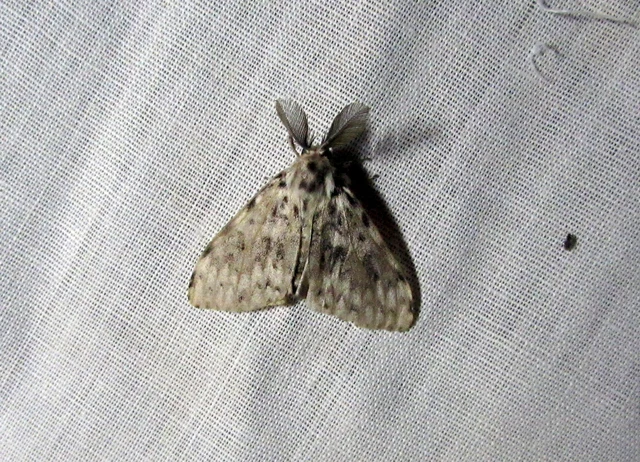 Lymantria monacha - apácalepke