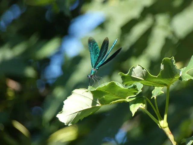 Calopteryx virgo - kisasszony-szitakötő
