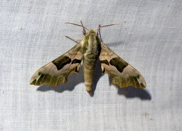 Mimas tiliae - hársfaszender