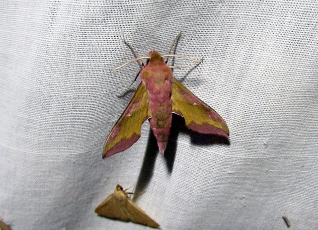 Deilephila porcellus - piros szender