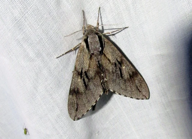 Hyloicus pinastri - fenyőszender
