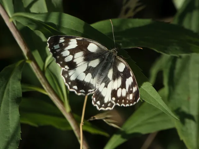 Melanargia galathea - sakktáblalepke