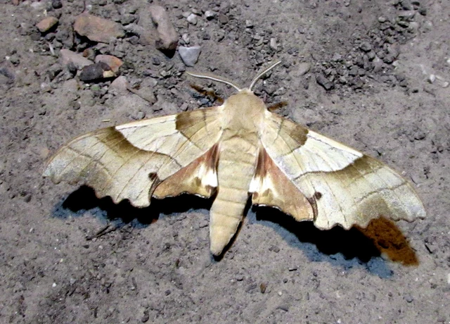 Marumba quercus - tölgyfaszender
