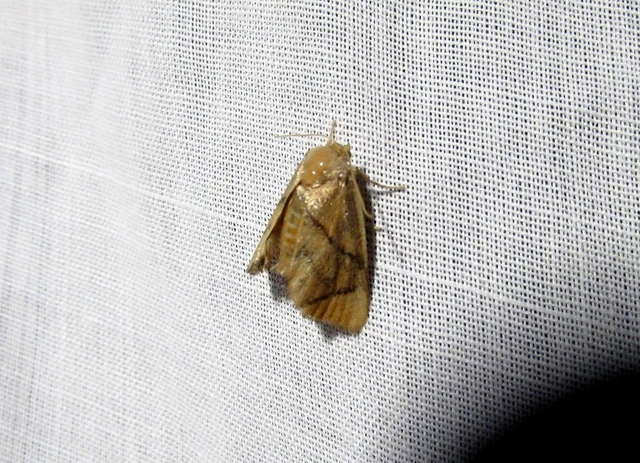 Apoda limacodes - kagylólepke