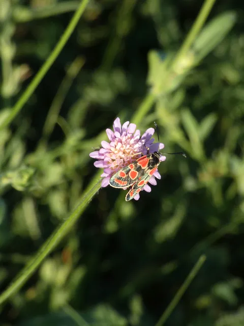 Zygaena carniolica - fehérgyűrűs csüngőlepke