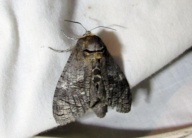 Cossus cossus - fűzfarontólepke