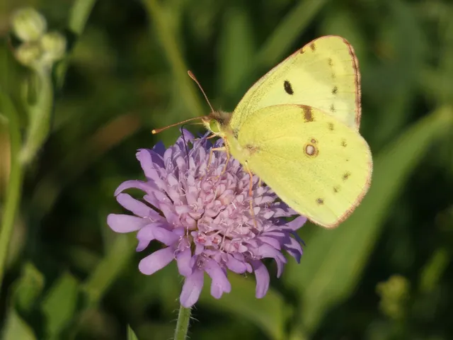 Colias alfacariensis - déli kéneslepke