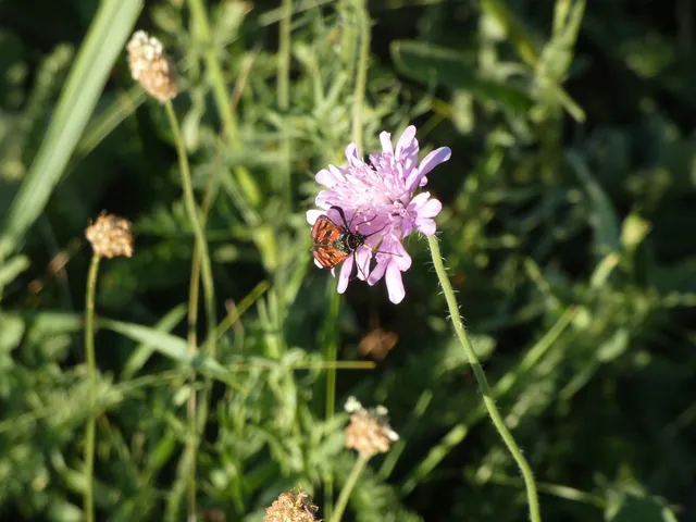 Zygaena carniolica - fehérgyűrűs csüngőlepke