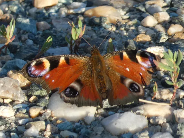Nymphalis io - nappali pávaszem