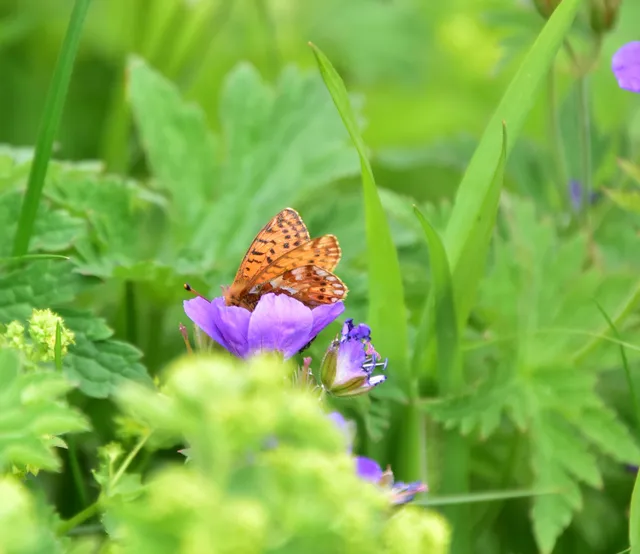 Boloria