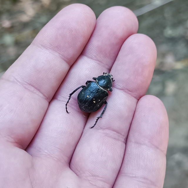Gnorimus variabilis - nyolcpettyes virágbogár