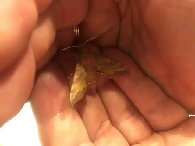 Deilephila porcellus - piros szender