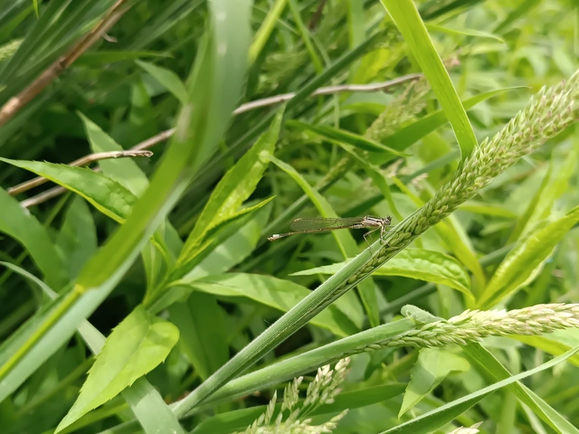 Ischnura elegans pontica - kéköves légivadász