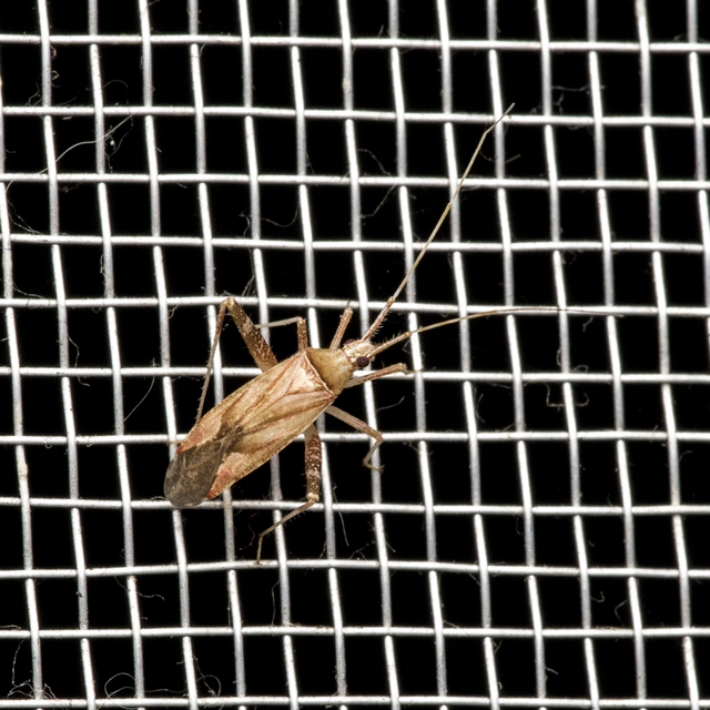 Phytocoris