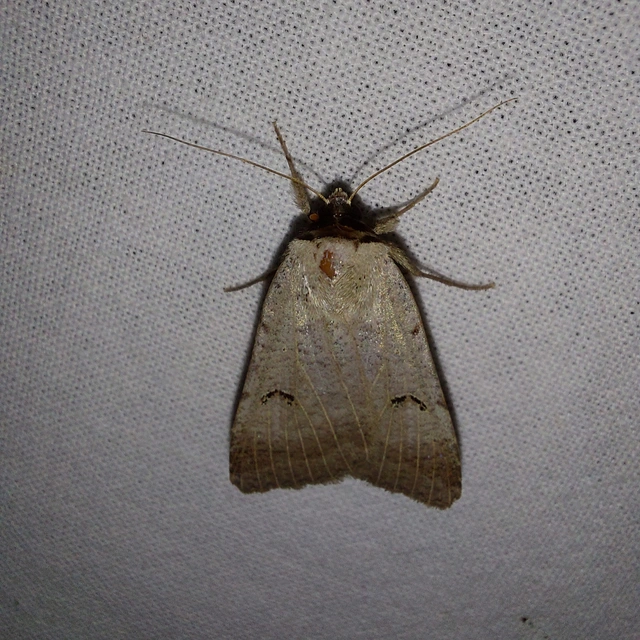 Lygephila craccae - gyakori csüdfűbagoly