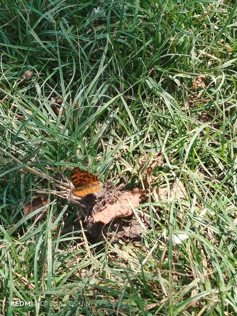 Nymphalis c-album - C-betűs lepke