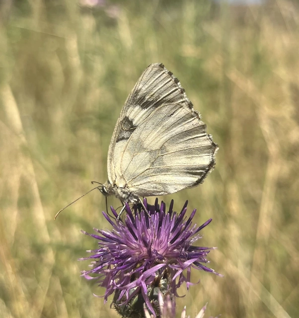 Melanargia galathea - sakktáblalepke