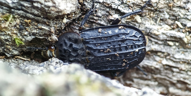 Thanatophilus rugosus - ripacsos dögbogár