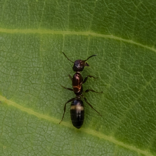 Colobopsis truncata - kapushangya