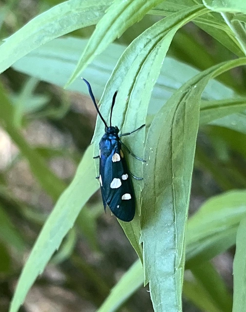 Zygaena ephialtes - változékony csüngőlepke